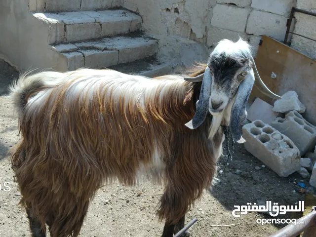 تيس بلدي بندوق شامي عمر سنة و3 شهور كفالة هداد