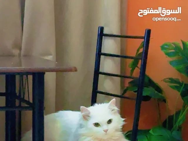 قط شيرازي جميل ومعقم للتبني