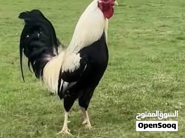 3 جاجات وديكين للبيع