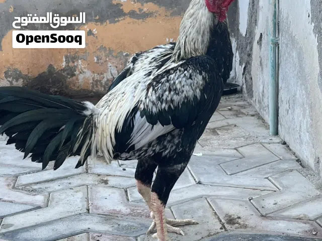 ديك باكستاني