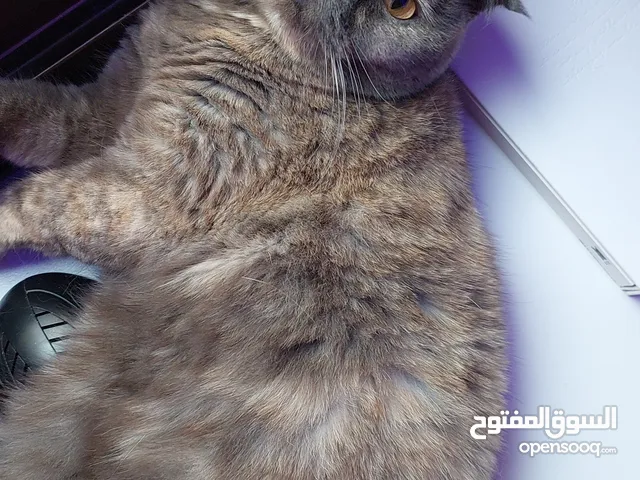 قط انثى سكوتش فولد للتبني