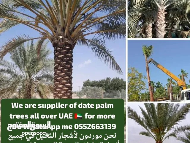توريد وزراعة جميع أصناف النخيل نخيل واشنطونونيا والفسائل جميع أنحاء الإمارات