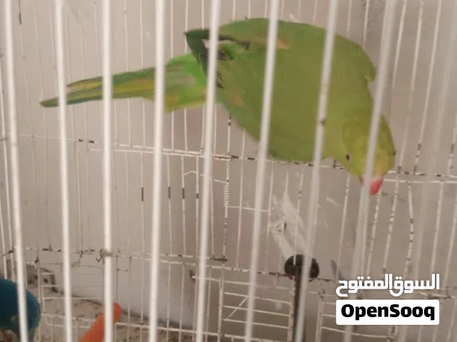 ببغاء ذرة هندي