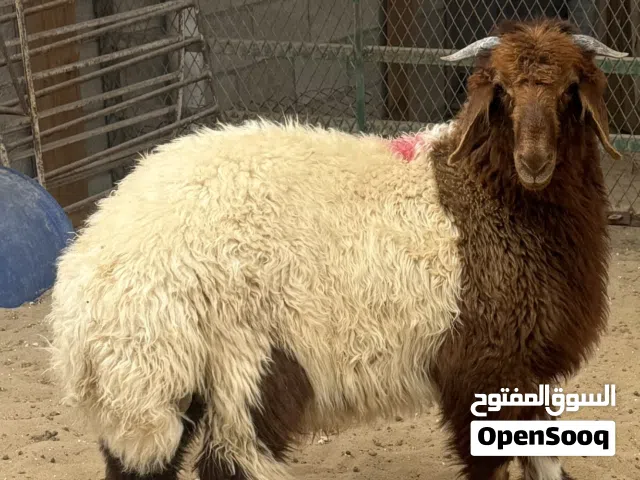 احجز اضحيتك الان ..