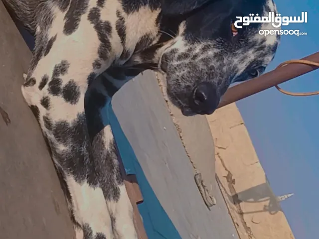 كلب دلميشن مستواه محترم  بسعر لقط ولو محتاج اي نوع كلمني