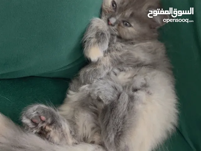 قطط .