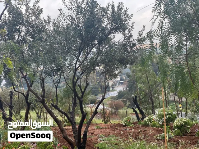 538 متر للبيع منطقه بيرين حوض الحبل ثاني قطعه عن الشارع الرئيسي