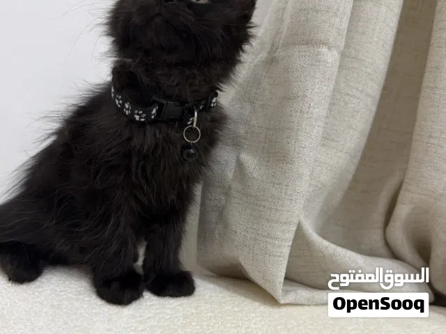 Persian cat for adoption (2 Months old)
