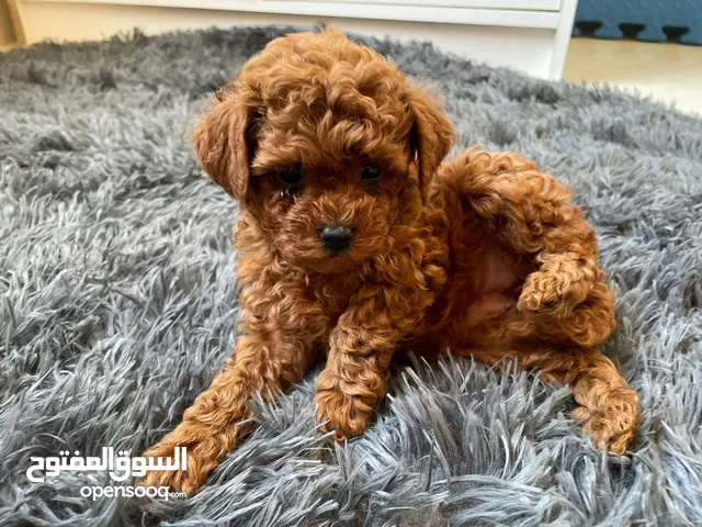 Toy Poodle Puppy