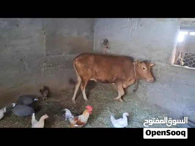 بقره عمانيه
