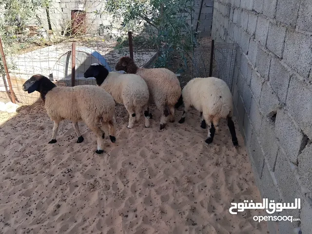 بسم الله توكلنا على الله 4 فطايم للبيع أعمارهم حوالي 5 شهور للبيع مع بعض 4200 دينار الزاويةجودابم