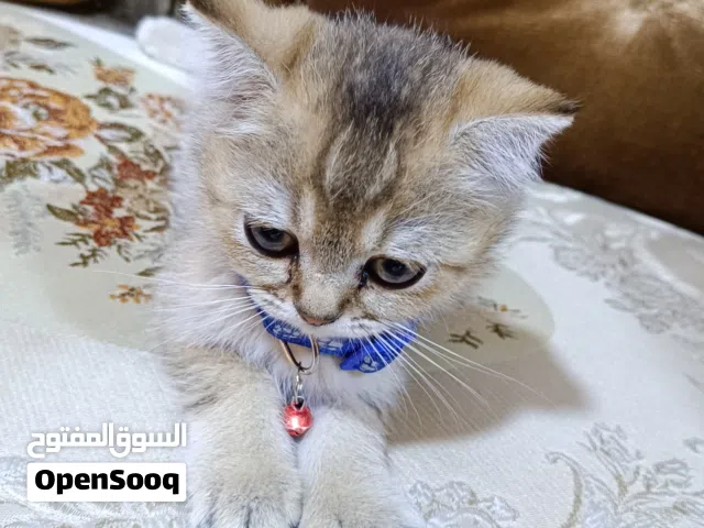 بريتش جولدن نخب النخب أعلى مستوى لعوب