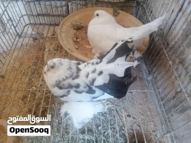 كوبيا روسي مصوقرة ماشاء الله تبارك الله لاقوة الا بالله