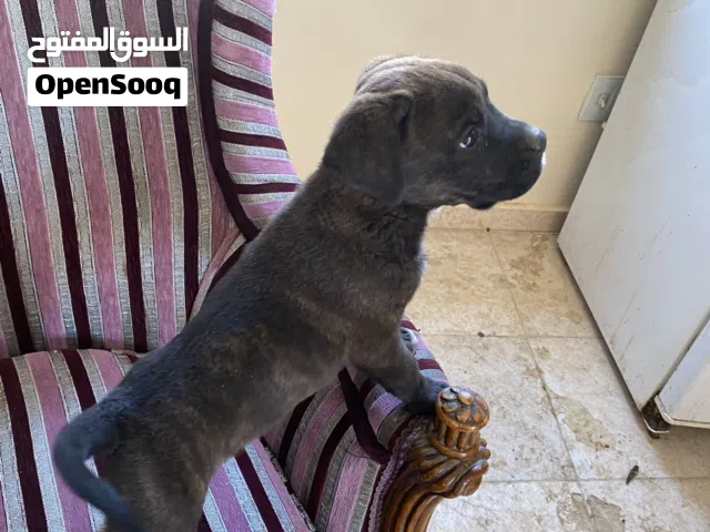 جرو كين كورسو cane corso