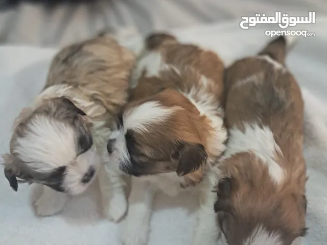 Charming 40-Day-Old Shih Tzu Puppies for Sale – Healthy, Playful & Full of Energy!