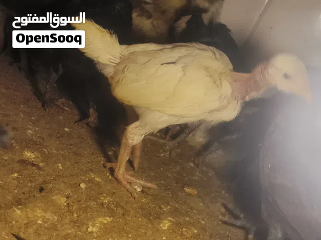 موجود تقريبن 100صوص بلدي