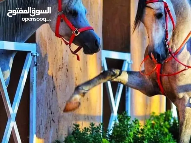 مطلوب فرس عماله. الي عنده لا يبخل علينا اهم شي مش تاجر وسلامتكو الي عنده هي رقم تلفوني يتواصل معي