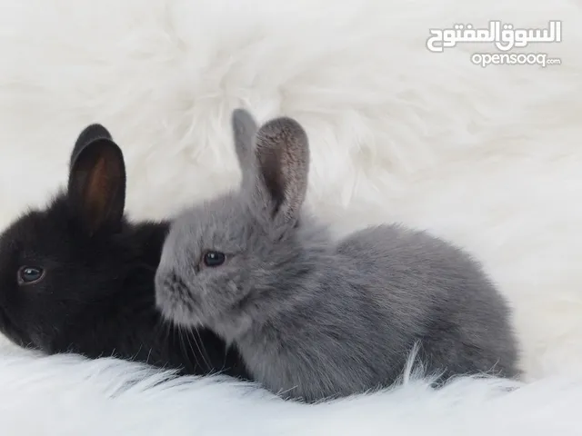 أرانب هولندية صغيرة، أليفة، ألوان مميزة وملحقاتها