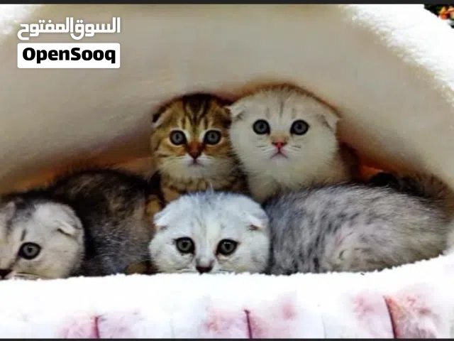 متوفر قطط سكوتش فولد سلفر شيدد