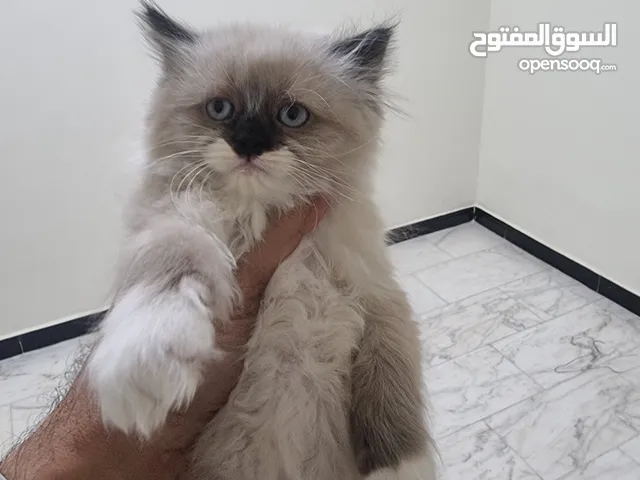 قطط هملايا للبيع