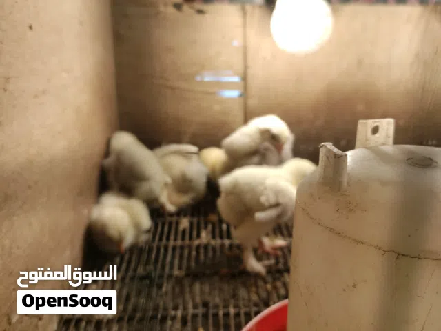 افراخ براهمه وعرب للبيع عمر سبوع