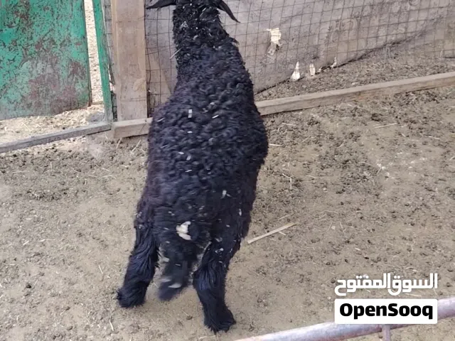 كبش محقوص ما شاء الله تبارك الرحمن ذبيحه طيبه