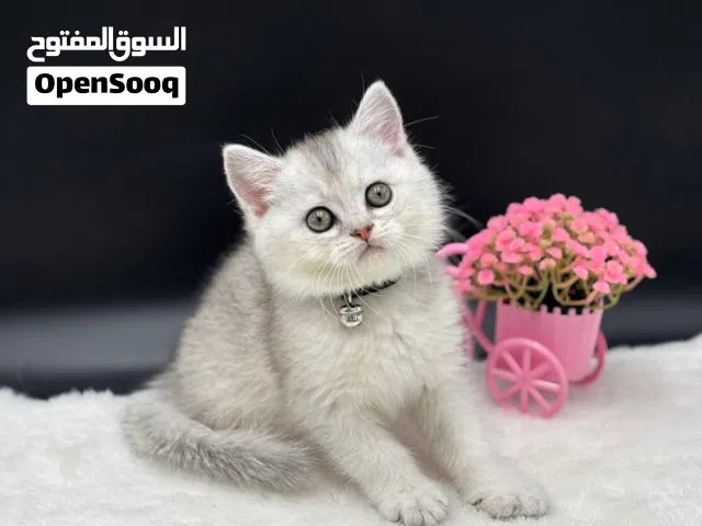 كيتن سكوتش ستريت سيلفر