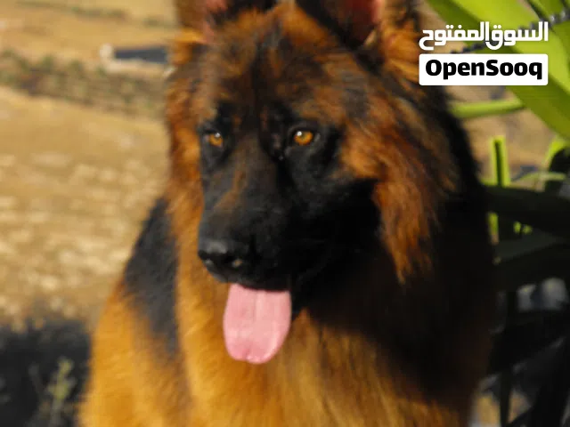 German Shepherd Sholine Ling Hair