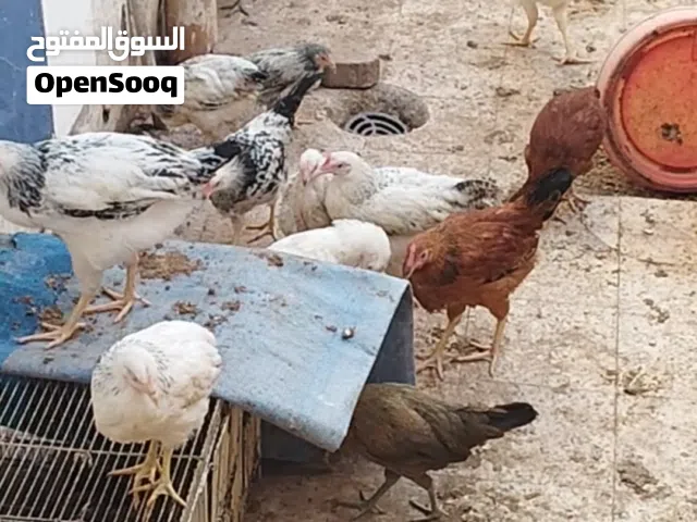 للبيع دجاج فرنسي بيور اقرأ الوصف