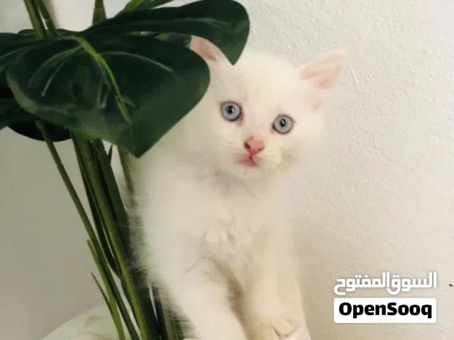 قطط انغورا