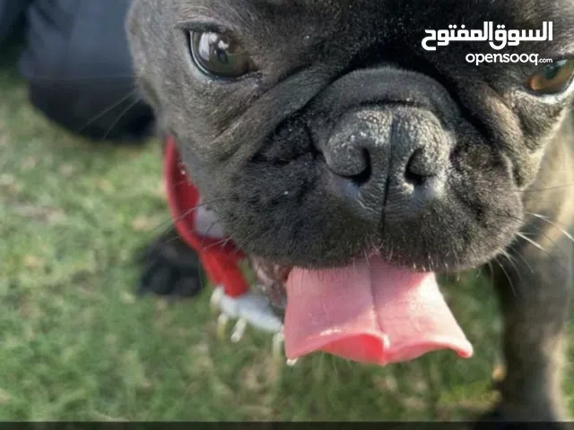 فرنش بول دوق