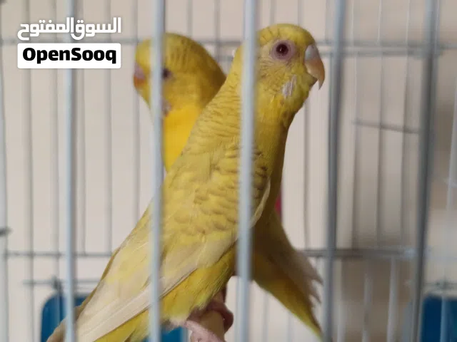 السلام عليكم كوبيه نظافه ربي يبارك بيع او تبديل