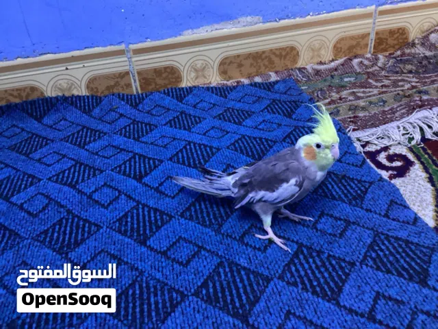 طيور كوكتيل من شارع المشاتل الأعظمية