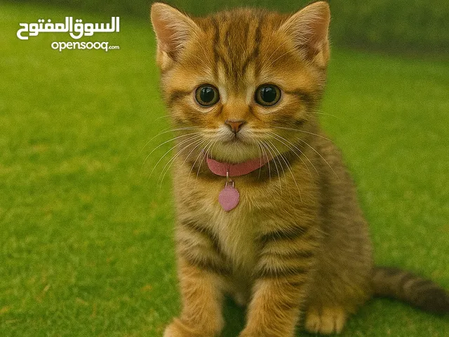 للبيع سكوتش ستريت