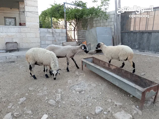 خرفان أضاحي قبرصي للبيع