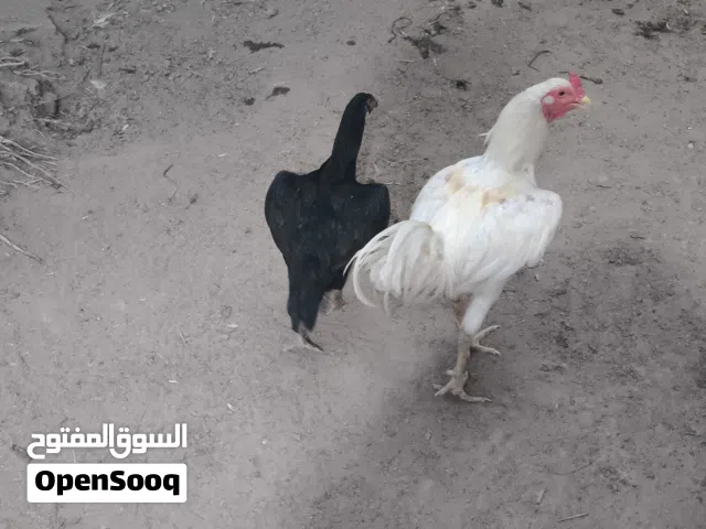 ديج هراتي للبيع سعر 45 وبي مجال