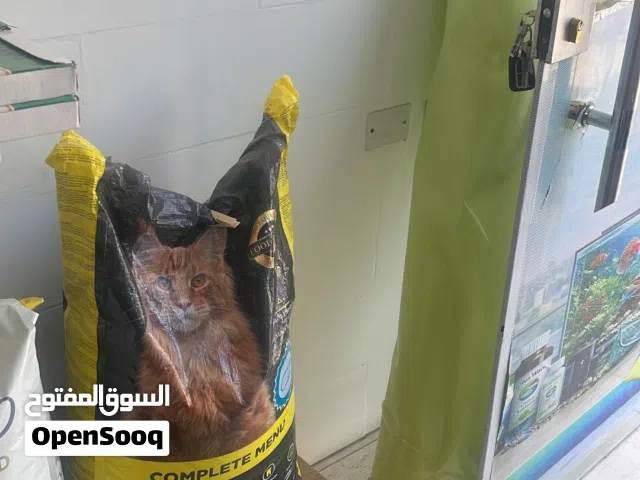 قطط اليفة كبيره وصغيرة وجميع مستلزماتك