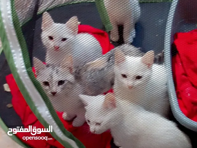 كتنات شيرازي العمر اربع اشهر الواحد على 25