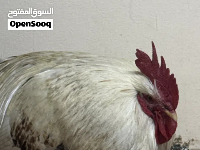 ديك للمناقب