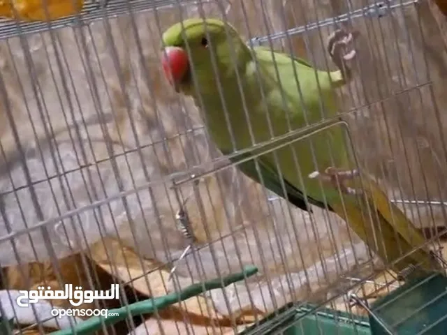 ببغاء دره مطوق
