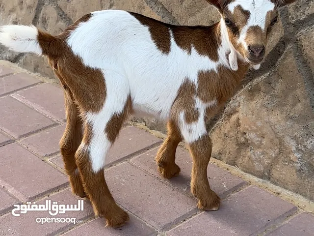 للبيع ماعز بورغوت