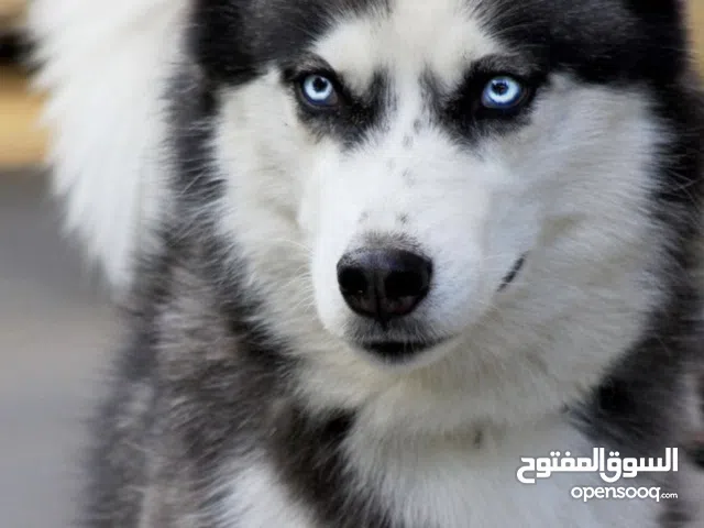 احتاج كلب لتبني