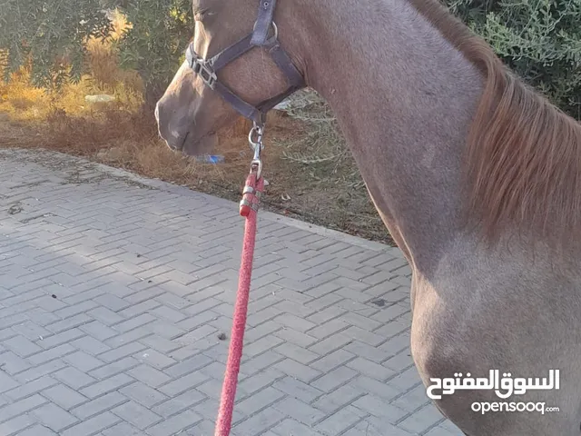 مهر سنتين ونص