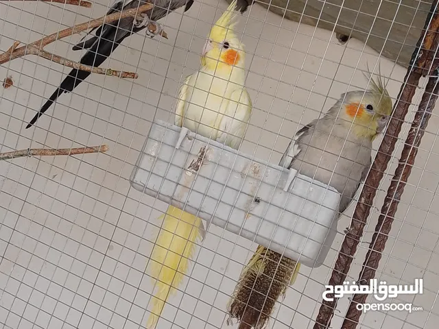 عصافير كوكتيل