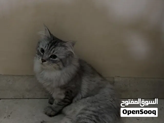 Cat for adoption (للتبني )