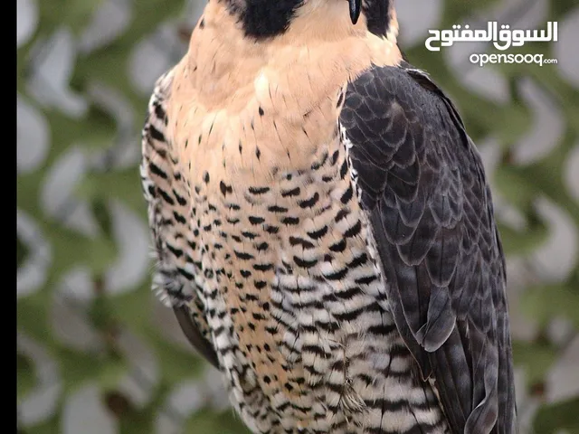 مطلوب شيهانة او تبع جير