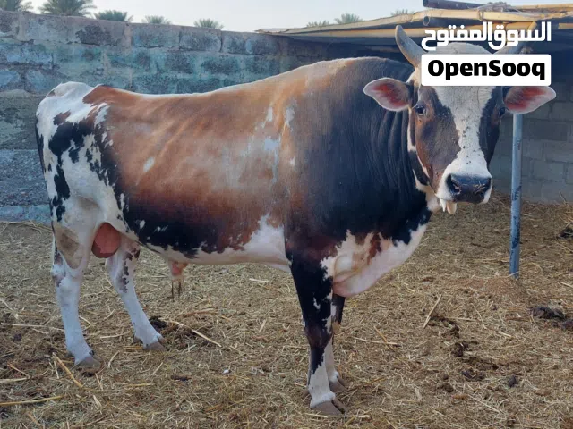 ماشاءالله تبارك الرحمن للبيع ثور جيرسي ضخم تبارك الرحمن وانتاجه طيب الله يبارك