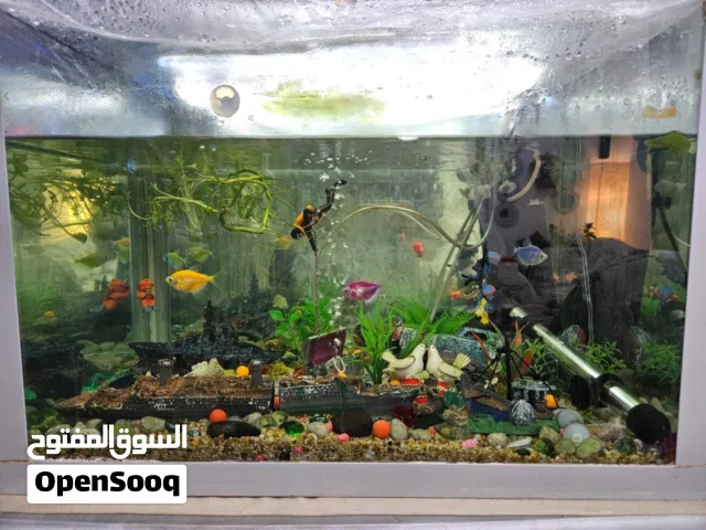 Fish Aquarium with accessories and fish’s