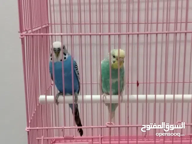 جوز بادجي طيور حب للبيع على السوم