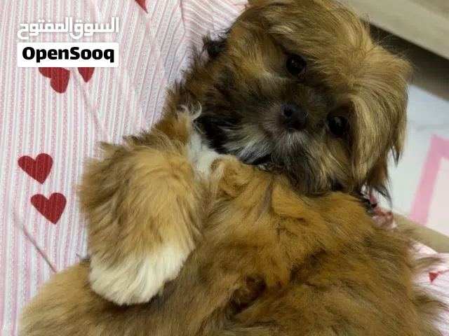 Shihtzu puppy for sale